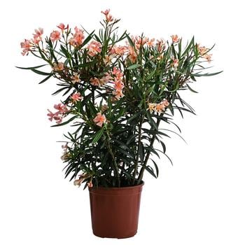 Oleander, Busch