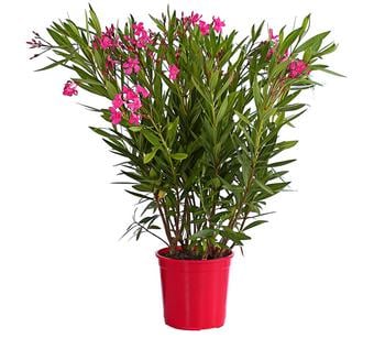 Oleander, Busch