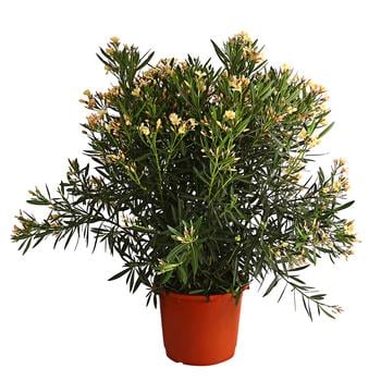 Oleander, Solitärbusch, verschiedene Farben