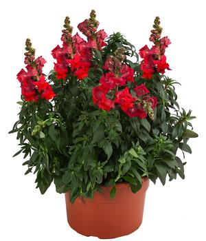 Garten-Löwenmäulchen, verschiedene Farben