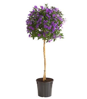 Enzianstrauch, Stämmchen