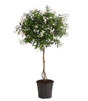 Jasminblütiger Nachtschatten, Stämmchen von Dehner