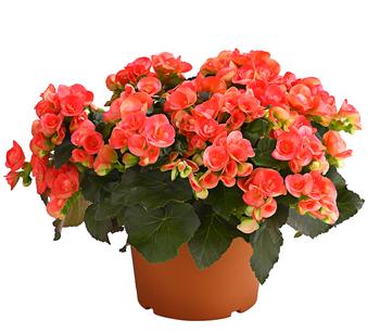 Elatior-Begonie - Begonia elatior, Busch, verschiedene Farben
