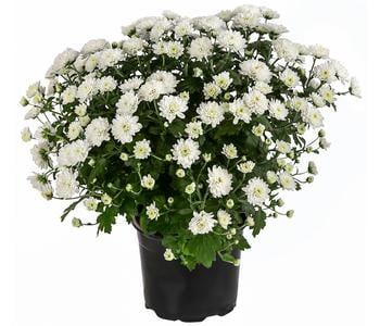 Herbst-Chrysantheme