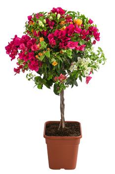 Drillingsblumen-Trio, Stämmchen von Dehner, Pink, Orange, Weiß