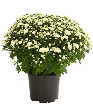 Herbst-Chrysantheme