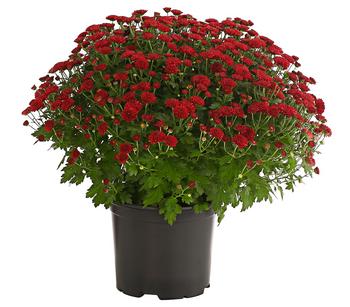 Herbst-Chrysantheme