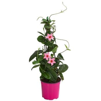 Dipladenie, Pyramide, rosa von Dehner