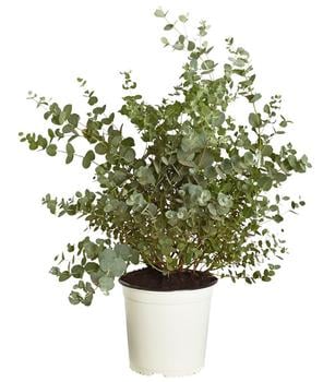 Eukalyptus, Busch von Dehner, Grün, Silber