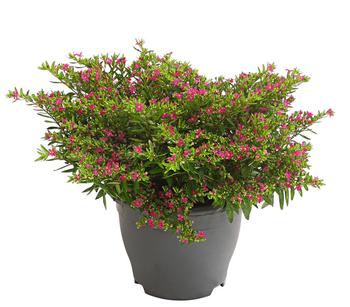 2 x Köcherblümchen, Busch, verschiedene Farben von Dehner, Pink / Lila - Mindestbestellmenge: 2 Stk.