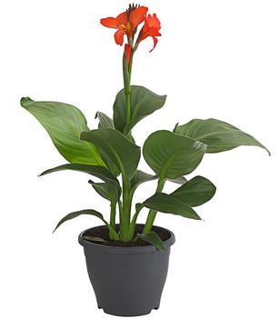 2 x Indisches Blumenrohr, verschiedene Sorten von Dehner, Gelb, Orange, Rot - Mindestbestellmenge: 2 Stk.