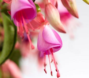 Winterharte Fuchsie, verschiedene Sorten