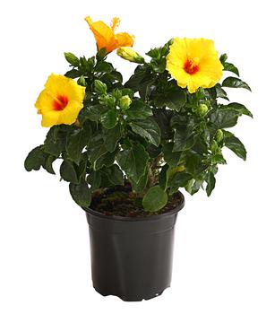 Zimmerhibiskus - Hibiscus rosa-sinensis, verschiedene Farben