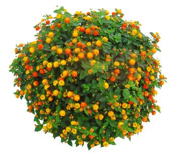 Wandelröschen, Busch von Dehner, Orange