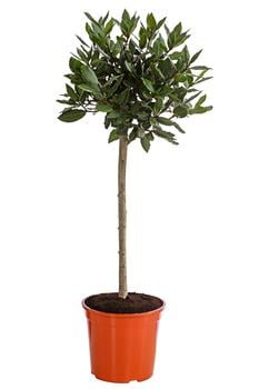 Echter Lorbeer, Stämmchen