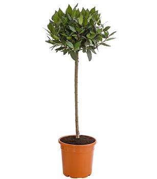 Echter Lorbeer, Stämmchen