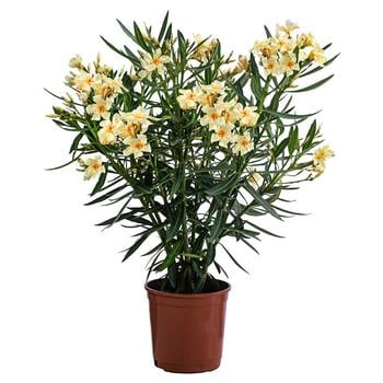 Oleander, Busch