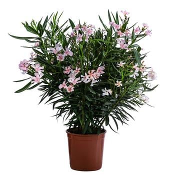 Oleander, Busch