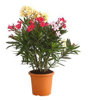 Oleander-Trio