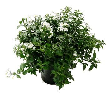 4 x Jasminblütiger Nachtschatten von Dehner - Mindestbestellmenge: 4 Stk.