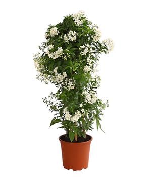 Jasminblütiger Nachtschatten, Säule von Dehner