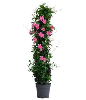 Dipladenie, Pyramide von Dehner, Pink