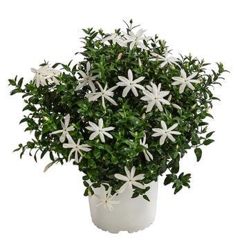 Afrikanischer Jasmin