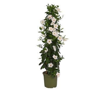 Dipladenie, Pyramide