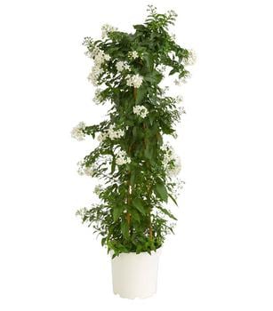 Jasminblütiger Nachtschatten, Säule