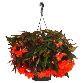 Hängebegonie 'Belina ', Ampel von Dehner, Orange