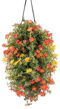 Wandhänger mit Portulakröschen, verschiedene Farben von Dehner, Orange / Rosa Gelb - Kunststoff