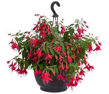 Hängefuchsie, Ampel, verschiedene Farben