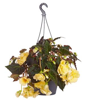 Hängebegonie 'Champagner', Ampel von Dehner, Apricot / Gelb Creme