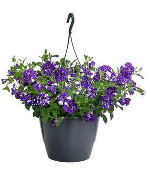 Hängepetunie 'Night Sky', Ampel