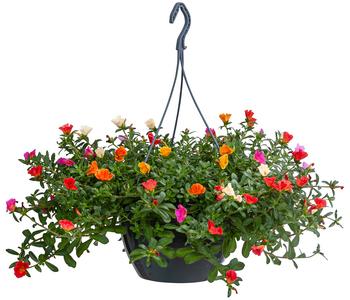 Portulakröschen, Ampel