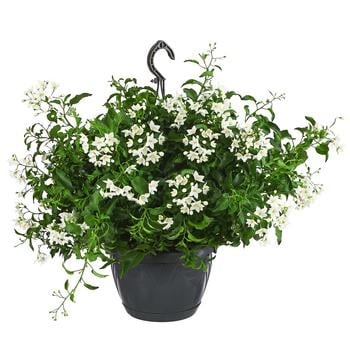 Jasminblütiger Nachtschatten, Ampel