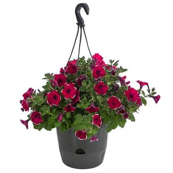 Hängepetunie 'Burgundy Picotee', Ampel