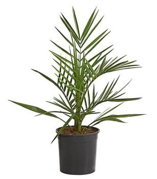 Kanarische Dattelpalme von Dehner, Grün