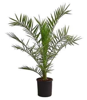 Kanarische Dattelpalme