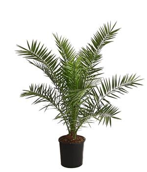 XXL Kanarische Dattelpalme