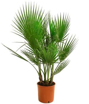 Fächerpalme, mehrstämmig