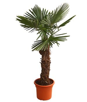 XXL Hanfpalme, ca. 180-210 cm