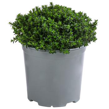 2 x Dehner Gourmet Garten Bergbohnenkraut, Grün - Mindestbestellmenge: 2 Stk.