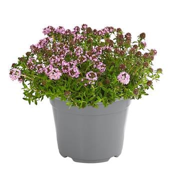 4 x Dehner Gourmet Garten Bergbohnenkraut, Grün - Mindestbestellmenge: 4 Stk.