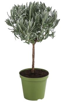 Dehner Gourmet Garten Lavendel, Hochstamm