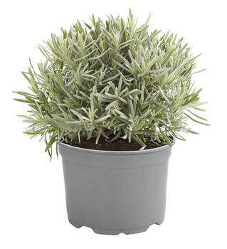 3 x Dehner Gourmet Garten Gewürzlavendel, Grün / Hellgrau - Mindestbestellmenge: 3 Stk.