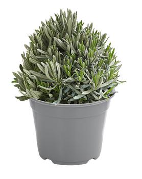 4 x Dehner Gourmet Garten Gewürzlavendel, Grün / Hellgrau - Mindestbestellmenge: 4 Stk.