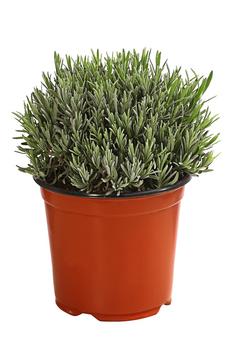 2 x Dehner Gourmet Garten Gewürzlavendel, Grün / Hellgrau - Mindestbestellmenge: 2 Stk.