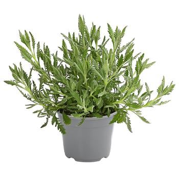 Dehner Gourmet Garten Zahnlavendel