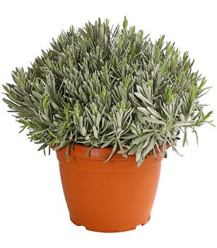 Dehner Gourmet Garten Gewürzlavendel, Grün / Hellgrau